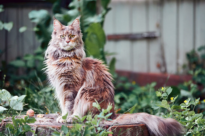 Le Maine Coon Ce Doux Geant Nikomacoon S Cattery